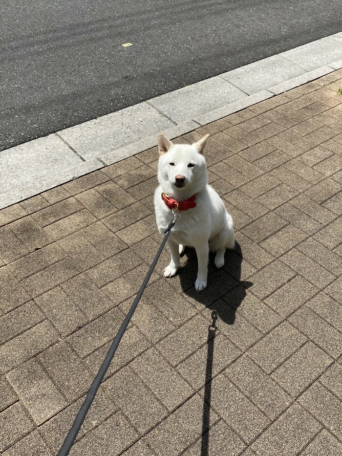 堂々としたお座りで散歩拒否