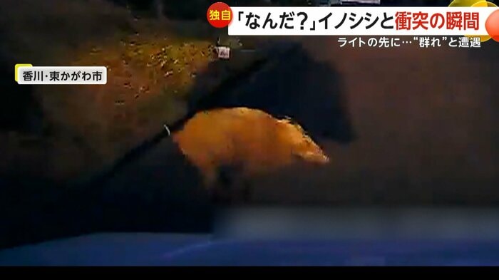 茂みから現れた突然1頭のイノシシ（撮影者：井上満さん）