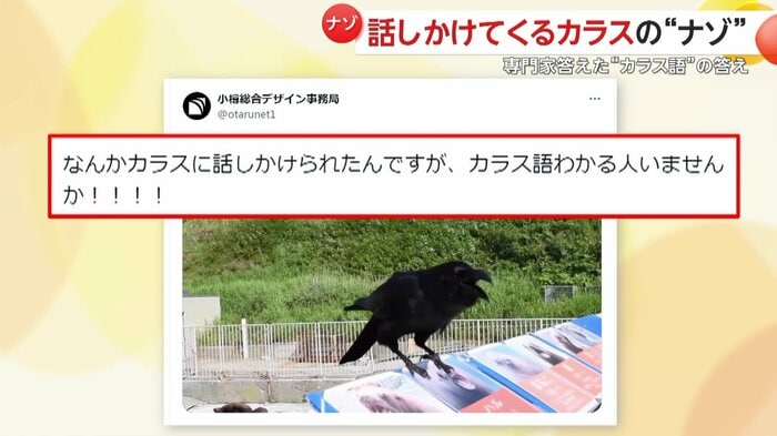 撮影者が投稿したSNS(提供:小樽総合デザイン事務局)