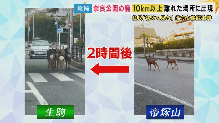 奈良県生駒市で見つかった鹿