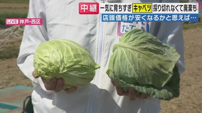 豊作の春キャベツ