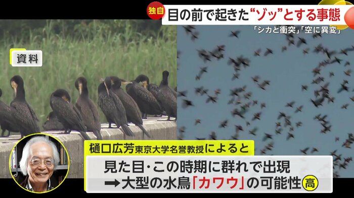 専門家は「カワウ」の可能性があると指摘(資料)