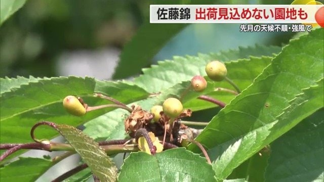 実が茶色かったり小さかったり、「今までにない不作」と話す