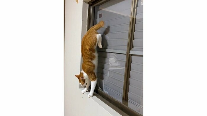 逆立ちポーズに!