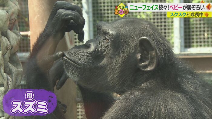 「スカイ」のお母さん「スズミ」