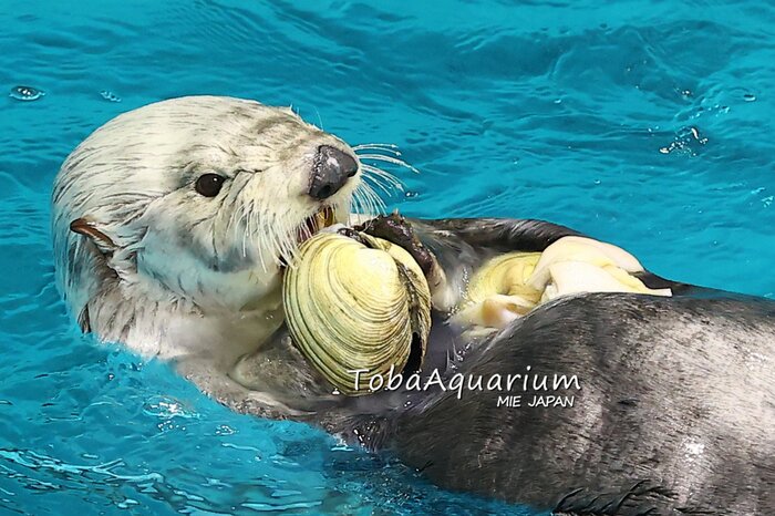 提供:鳥羽水族館