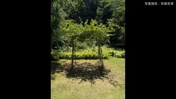 木香薔薇のアーチ作りに向けての一歩