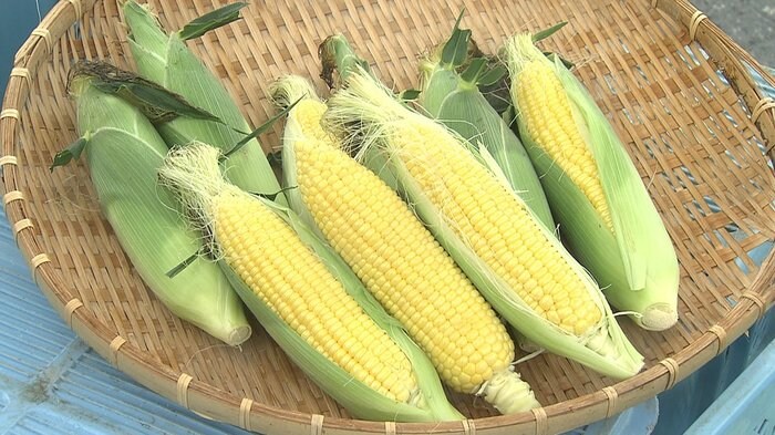 福井県永平寺町 特産のピクニックコーン 目揃え会