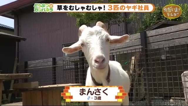 お仕事は草をむしゃむしゃ!もくもくと働くヤギ社員 【どうぶつのカンパネラ】磐田市