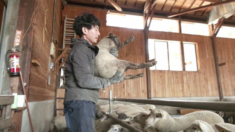 ヒツジと生きる選択　群馬から秋田・藤里町へ家族で移住　地域の支えを受けて切り開く“理想の牧場”づくりへの道｜FNNプライムオンライン