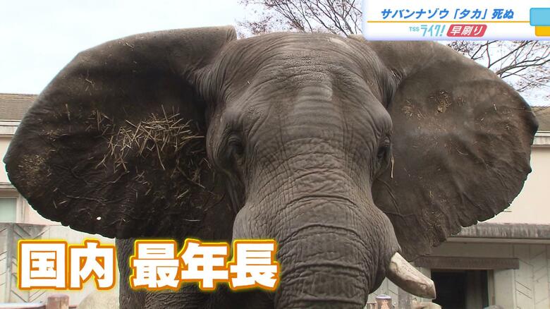 サバンナゾウの「タカ」死ぬ　安佐動物公園の人気者　１９９１年姫路生まれ３５歳　献花台設置を検討　広島｜FNNプライムオンライン