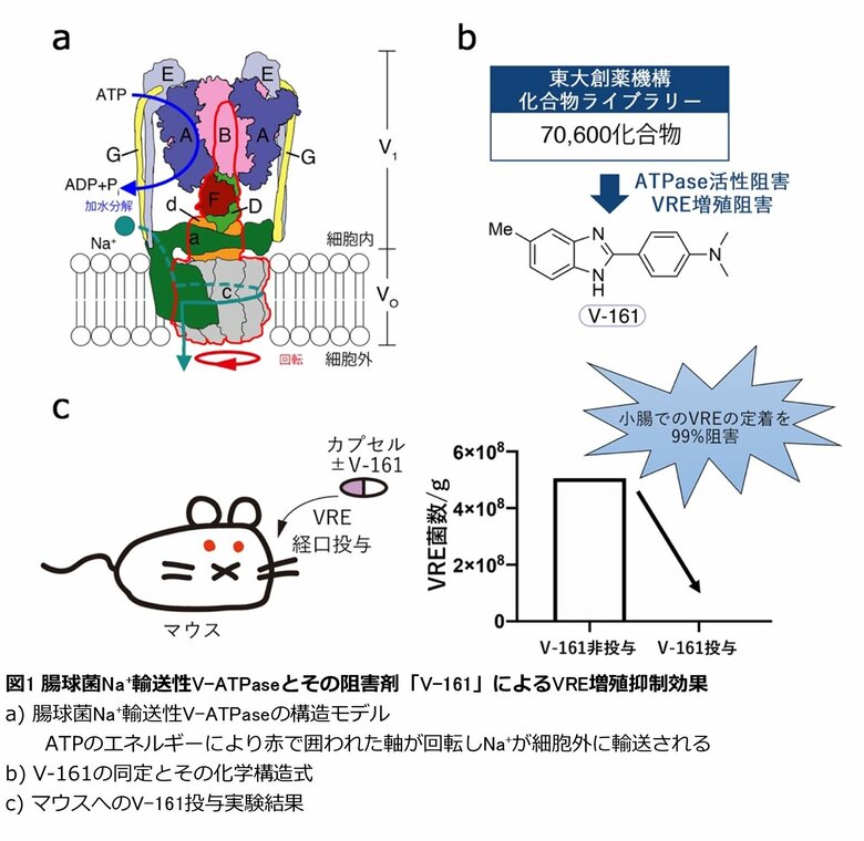 バンコマイシン耐性腸球菌(VRE)感染症の治療に道-ナトリウムポンプ阻害剤の発見とその阻害機構を解明-