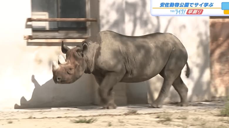 【絶滅の危機】サイについて学ぶイベント 開園前から長い列 広島市安佐動物公園 【広島発】|FNNプライムオンライン