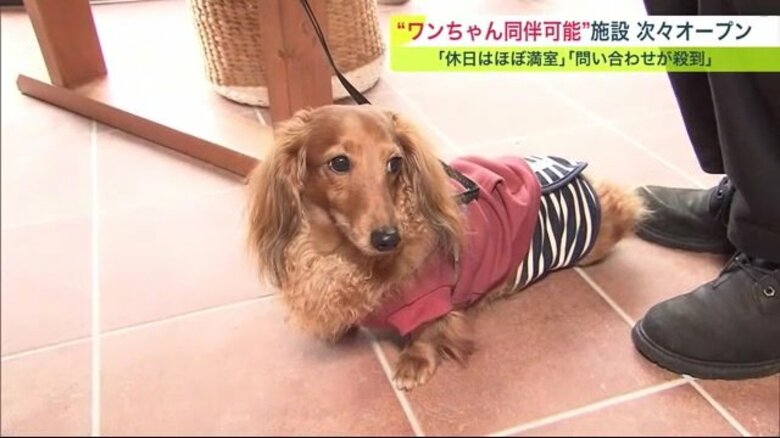 愛犬と特別な時間を過ごせる! &quot;ペット同伴可能&quot;ホテル続々誕生【北海道発】｜FNNプライムオンライン