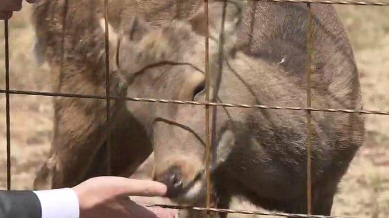 【速報】大阪市内で目撃相次いだ「迷いシカ」を「シカやん」と命名　大阪府の吉村知事が考案　横山市長のSNSアンケートで最多の支持集める｜FNNプライムオンライン