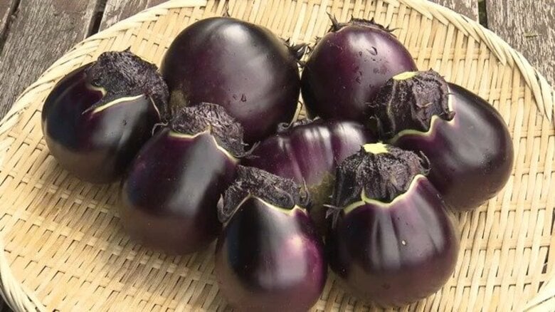 生産量が激減…伝統野菜「小森茄子」の“復活”を　生産者や販路拡大へ「ナス料理」の試食会　長野市｜FNNプライムオンライン