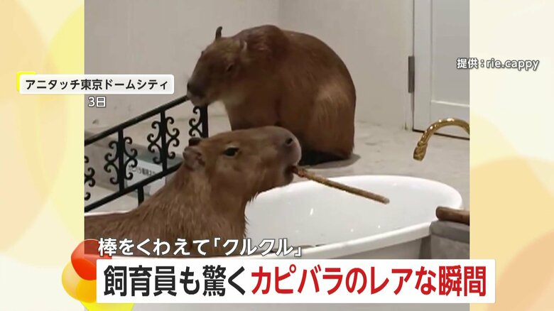 カピバラが棒をくわえてクルクル…見事な棒回し　飼育員も驚くレアな瞬間は“歯磨き”　東京・文京区「アニタッチ東京ドームシティ」｜FNNプライムオンライン