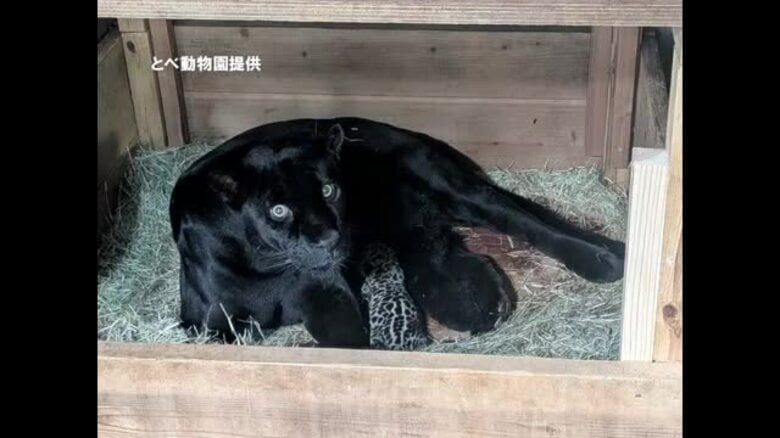 砥部・とべ動物園でジャガー“双子”誕生　スクスク成長中　母親は高齢出産　面倒見よく子育て【愛媛】｜FNNプライムオンライン