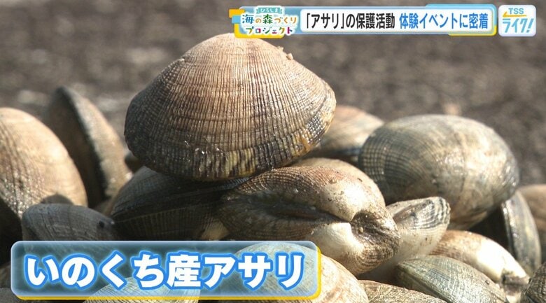 豊かな海を取り戻そう！　『アサリ』の保護活動　体験イベントに密着！　広島｜FNNプライムオンライン