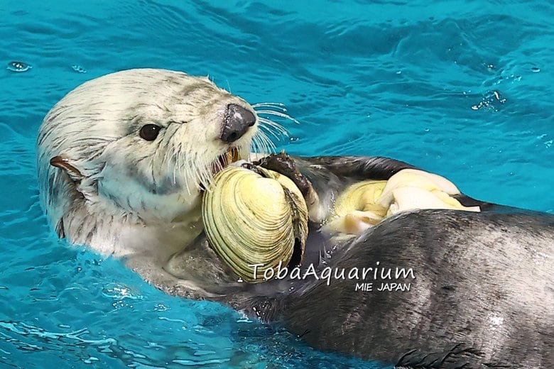 提供:鳥羽水族館