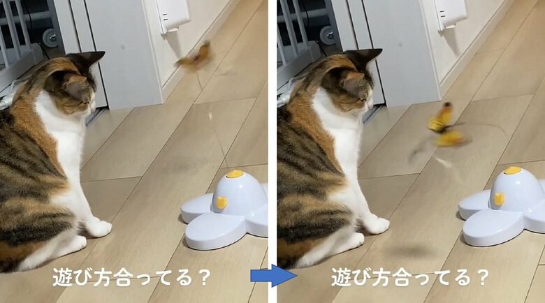 動くおもちゃを前に無反応なちぃちゃん