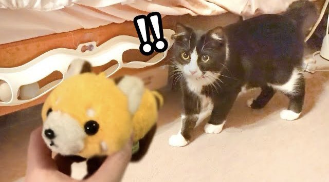 提供：もちぞう ですが。さん