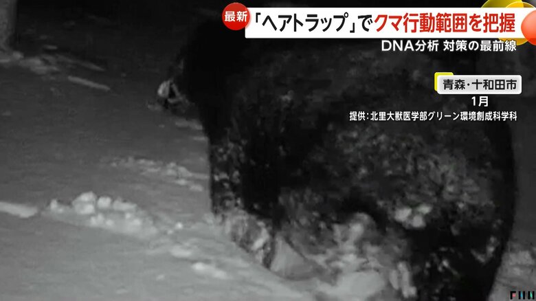 待ったなしの対策が必要となるクマ