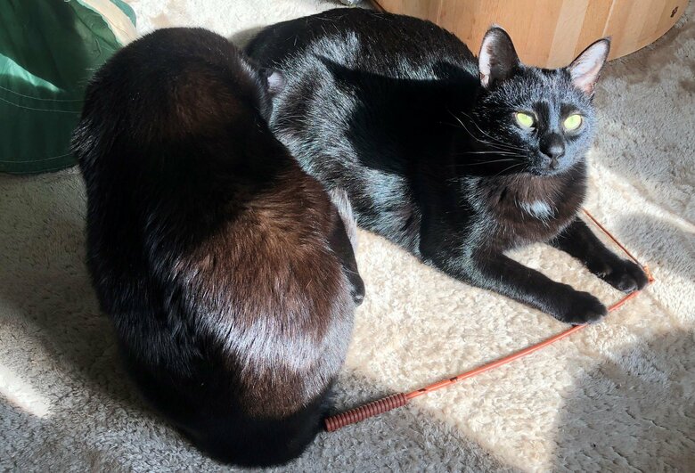 実は日に当たると若干、色が違うという