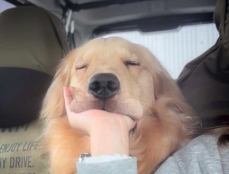 提供：イブ（ゴールデンレトリバー）さん