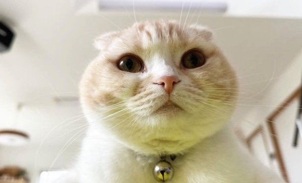 提供：犬と猫の親バカ日記さん