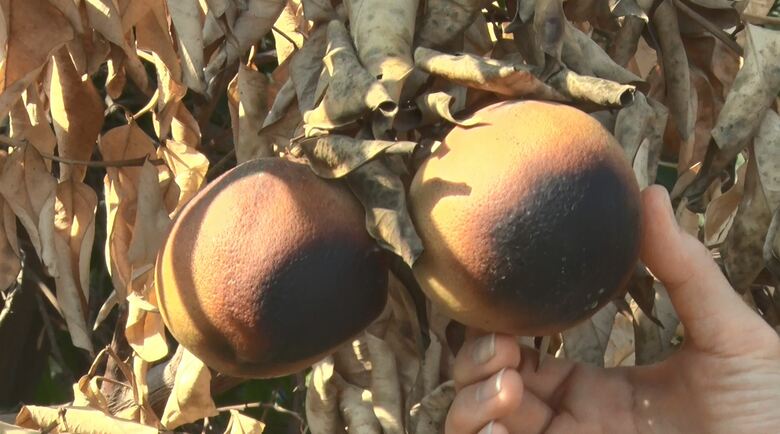 焼失した家屋側の果樹が黒く焼けている