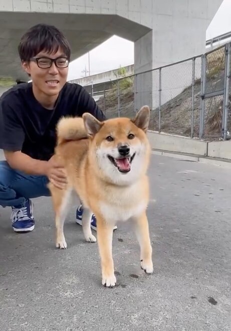 提供：柴犬ぽてとさん