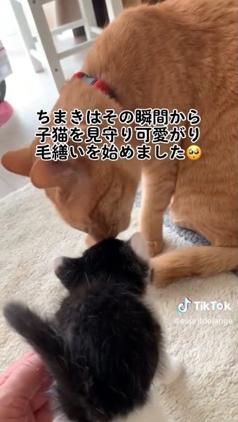 提供：エンとちぃさん