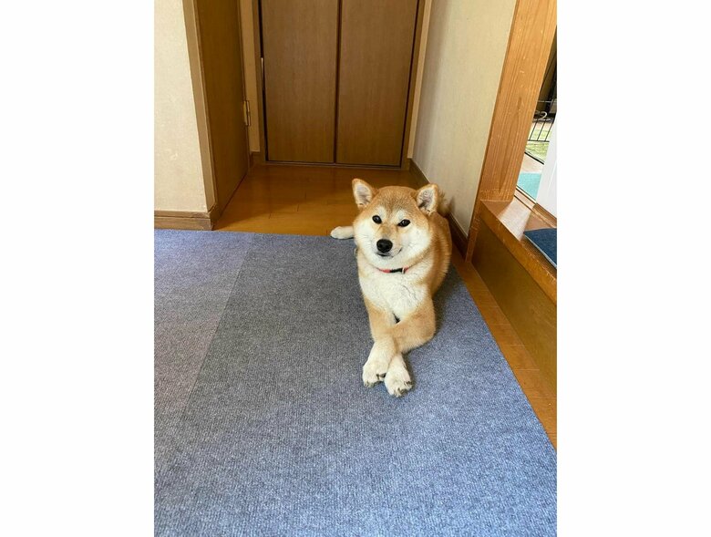 普段のこむぎちゃん（提供：柴犬こむぎさん）