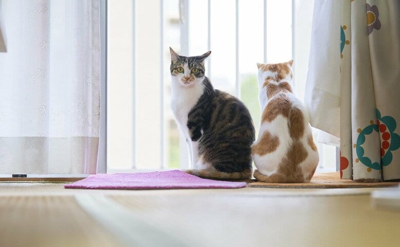 （画像はイメージ）