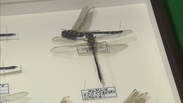 悠仁さまが作製されたトンボの剥製　2013年12月撮影