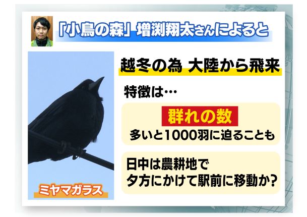 越冬のため大陸から飛来する「ミヤマガラス」