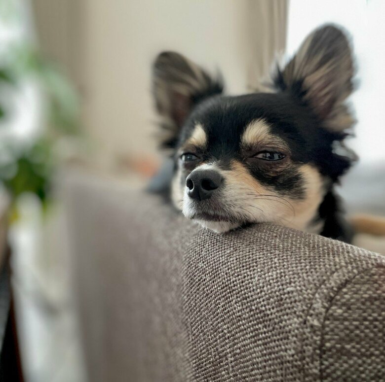 提供：チワワのごまじろーさん