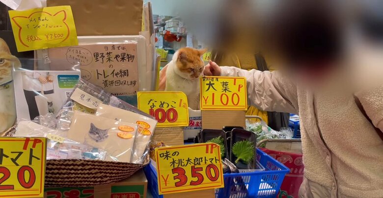 野菜を売り込むめい店長