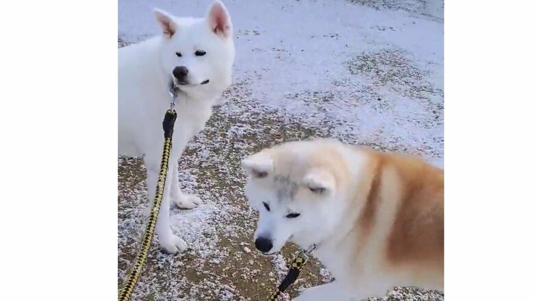 散歩中のカナちゃん(左)とクルミちゃん