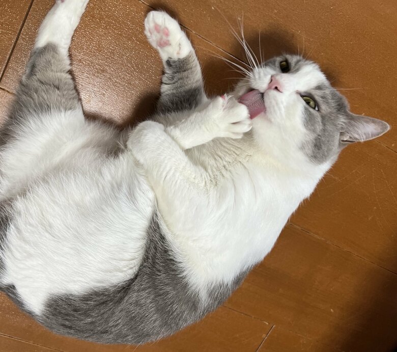 提供：いずもん/まろ様さん