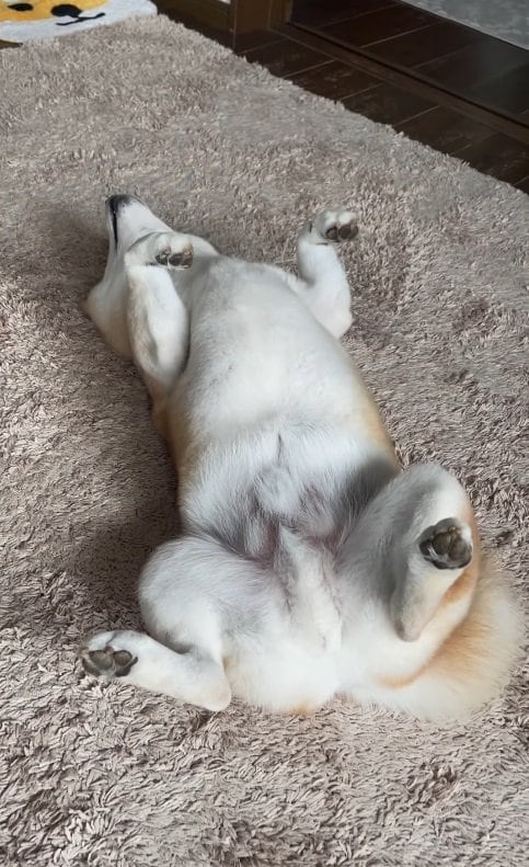 へそ天クラックス中