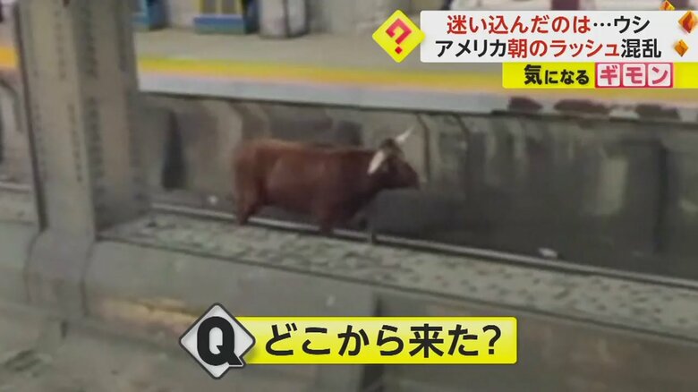 駅のホームに現れた立派なツノを持ったウシ