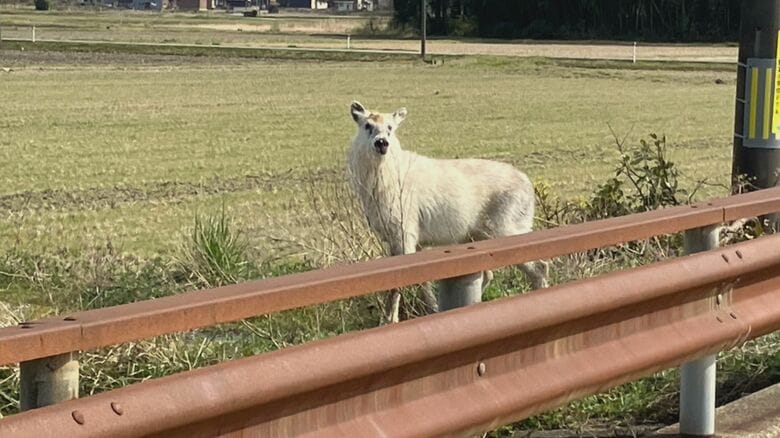 提供：新発田市