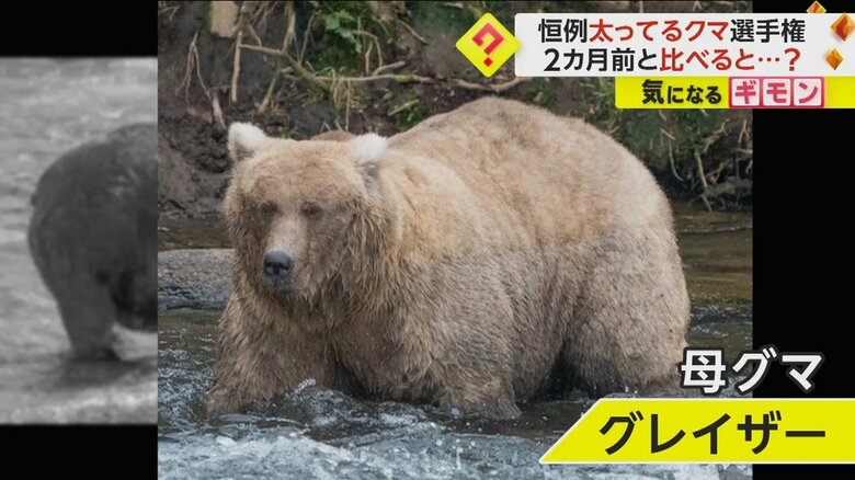 2023年の“太ってるクマ選手権”に残った、母グマのグレイザー
