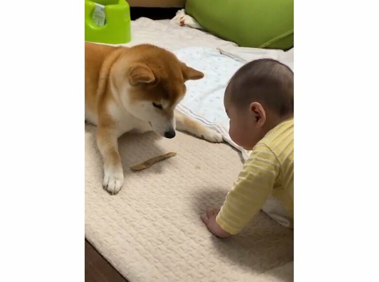 おやつを見せつけ中（提供：torakichi602さん）