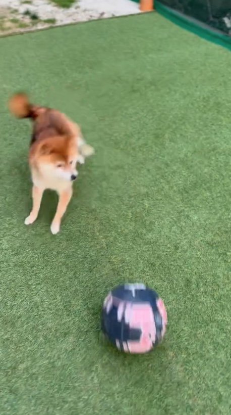 やはり避けてしまう（提供：Nerushibaさん）