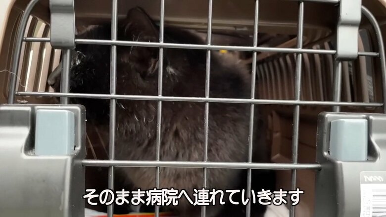 キャリーで保護して病院へ