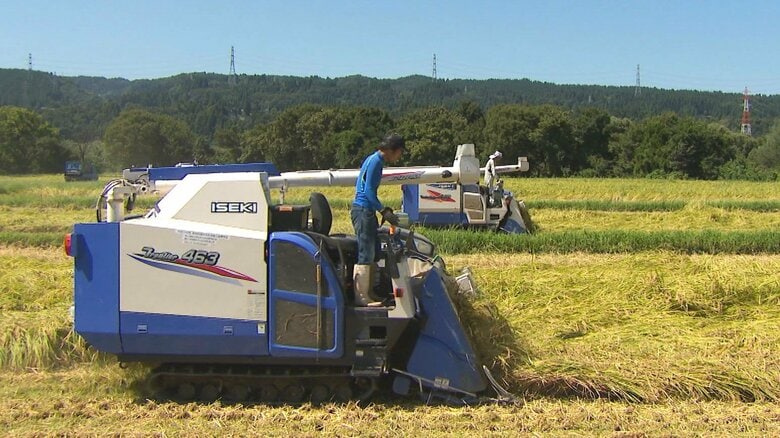 魚沼産コシヒカリの収穫