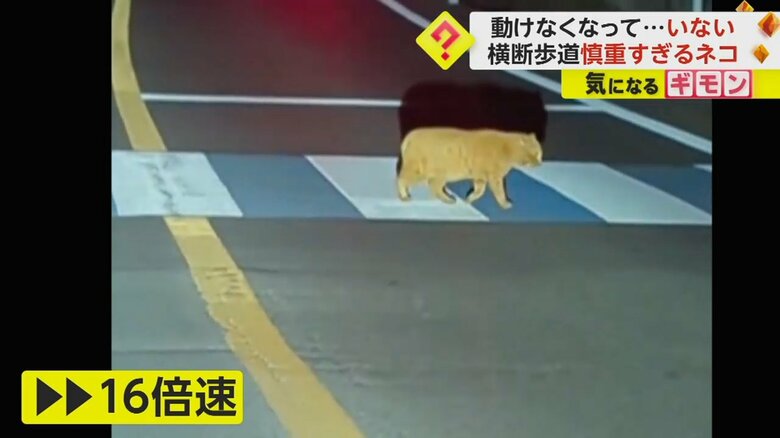 ゆっくり歩くネコの映像を16倍速した映像。普通の速度に見える